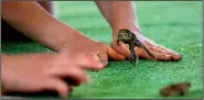  ?? Democrat-Gazette file photo ?? A toad-hop contestant takes to the air during Toad Suck Daze in Conway. The event will be April 29-May 1.