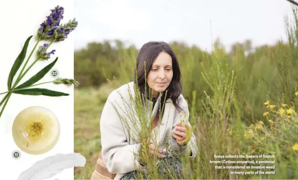  ??  ?? 12 32
Sonya collects the flowers of Scotch broom (Cytisus scoparius), a perennial that is considered an invasive weed in many parts of the world