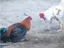  ??  ?? DECISIÓN. EUA considera una práctica cruel las peleas de gallos.