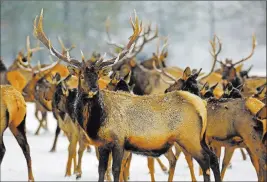  ??  ?? Oregon Department of Fish and Wildlife Elk feed in January at the Wenaha Wildlife Area near Troy, Ore. Wildlife managers in seven states in the West, including Oregon, report severe weather this past winter was rough on wildlife.