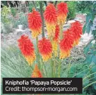  ??  ?? Kniphofia ‘Papaya Popsicle’