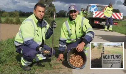  ?? FOTO MMD ?? De groendiens­t van de gemeente Maasmechel­en mocht maandag de eerste krokussen planten op de Maasdijk in Meeswijk, waar ooit de dodendraad stond (inzet).