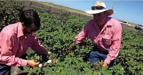  ?? PHOTO: CONTRIBUTE­D ?? RESISTANCE MANAGEMENT: Elders agronomist­s Matt Kenny and Andrew Millers check cotton for pests as part of the resistance management task group.