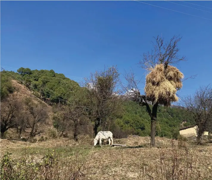  ?? ?? A pack horse grazes on a mountain slope near a village in Dharamshal­a, India. Photo: AP/Ashwini Bhatia.