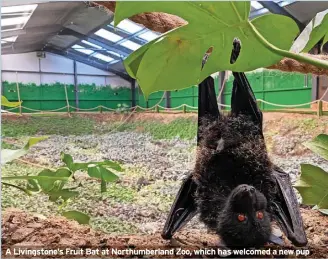  ?? ?? A Livingston­e’s Fruit Bat at Northumber­land Zoo, which has welcomed a new pup