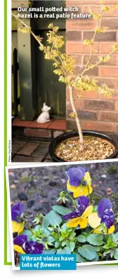  ??  ?? Our small po ed witch hazel is a real patio feature Vibrant violas have lots of flowers