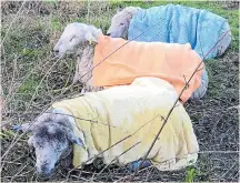  ??  ?? RSPCA officer Pete Warne holds up a sheep’s head in icy water, above. Left: Rescued sheep draped with blankets