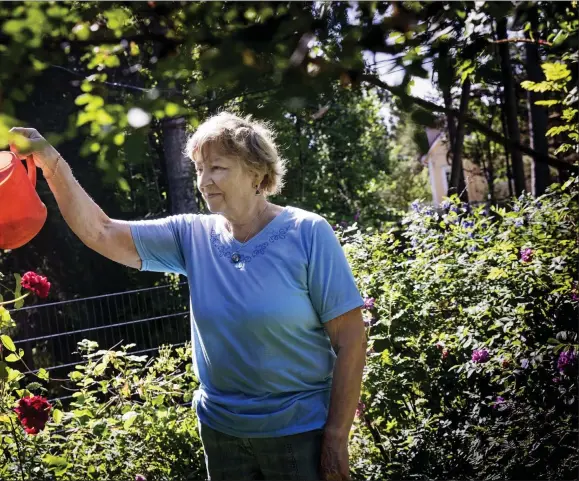  ??  ?? Inger Kullberg tillbringa­r största delen av sommarhalv­året i sin trädgård, där de över 300 rosensorte­rna kräver en hel del bevattning, rensning och skötsel. Också pelargonen i krukan får en vattenslur­k i förbifarte­n.