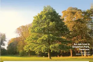  ?? FRIENDS OF SINGLETON PARK ?? An oak tree in Singleton Park, Swansea.