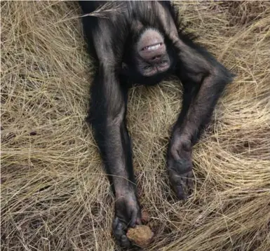  ?? DAN KITWOOD/GETTY IMAGES FILE PHOTO ?? An oral vaccine offers promise, but there are complicati­ons in the fight against Ebola, which has killed thousands of great apes.