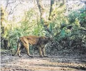  ?? COURTESY FLORIDA FISH & WILDLIFE CONSERVATI­ON COMMISSION ?? Some 42 wild Florida panthers died in 2016, matching 2015’s total, a nonprofifi­t group said Wednesday. More than 80 percent of the deaths involved vehicles.