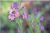  ?? PHOTOS BY MARE CZINAR/SPECIAL FOR THE REPUBLIC ?? Four o'clock flowers are plentiful in summer.