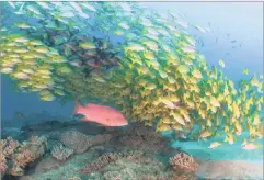  ?? PICTURES: DR CAMILLA FLOROS ?? HAVEN: Coral reefs provide habitat to hundreds of fish species. RIGHT: South Africa’s coral reefs are vibrant and diverse.