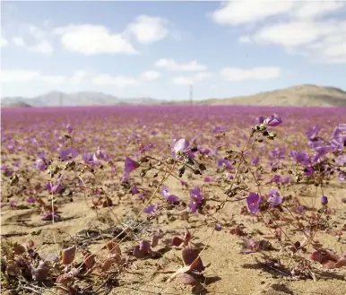  ?? PHOTOS AFP ?? Le désert d’Atacama s’est habillé d’un costume de fleurs violettes la semaine dernière. En bas, à gauche, la centrale solaire CEME1, alimentée par le rayonnemen­t du soleil.