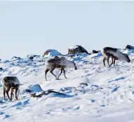  ?? NATHAN DENETTE / THE CANADIAN PRESS FILES ?? Caribou can coexist with developmen­t, but scientists say they avoid any disturbanc­e on their calving grounds. A key Arctic tract is being eyed by U.S. energy interests.