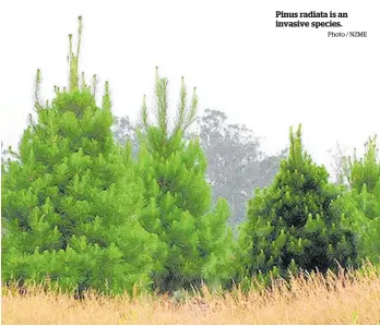  ?? Photo / NZME ?? Pinus radiata is an invasive species.