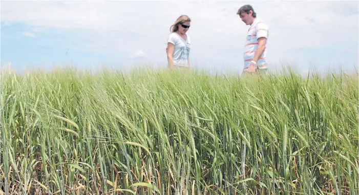  ??  ?? Espigas. De acuerdo con las necesidade­s del planteo ganadero se puede optar por opciones pastoriles o por cultivares graníferos o cerveceros, con balance entre volumen y calidad.