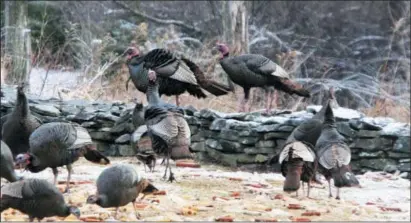  ?? DEAN FOSDICK VIA AP ?? Wild turkeys grazing on field corn scattered near a stone wall near Beach Lake in rural Northeast Pennsylvan­ia. Thousands of miles of stone walls stretch across New England, piled more than a century ago by pioneer farmers to rid their fields of the plow-bending obstacles. They provide a historic and attractive backdrop for the many wild birds and animals that build their nests or find shelter among the stacks.