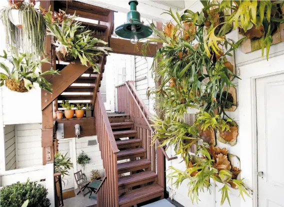  ??  ?? The staghorn fern wall at Daniel Nolan’s home: “I had this big empty wall that was begging for something. This makes it feel brighter and adds instant lushness.”