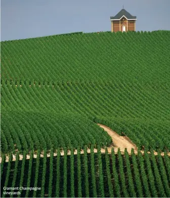  ??  ?? Cramant Champagne vineyards