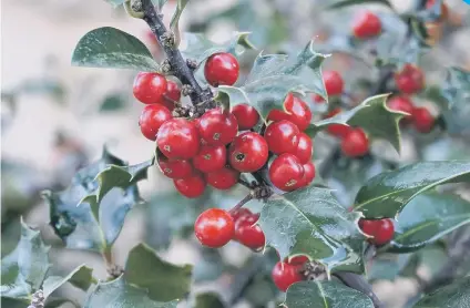  ??  ?? Red holly berries are associated with Christmas.