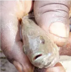  ??  ?? One of Gwakuru wonder fish