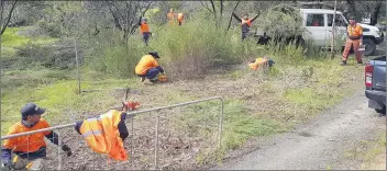  ??  ?? ON THE JOB: Working for Victoria crews cutting out Kunzea Leptosperm­oides, Yarra Burgan, near Pomonal.