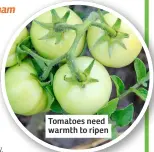  ?? ?? Tomatoes need warmth to ripen