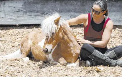  ??  ?? Alethea Shelton sits with Spirit, a miniature horse, during their training Tuesday. Eighteen horses are trained for “Gladius The Show” performanc­es.