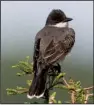  ?? Special to the Democrat-Gazette/ VIC PRISLIPSKY ?? Eastern kingbird