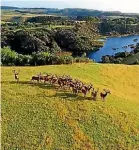  ??  ?? Brian Richards own his own red deer farm at Kaipara Harbour.