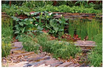  ??  ?? A boggy area can be converted into a charming garden feature. The indigenous plants are dwarf papyrus, arum lilies and Cape thatching reed.