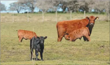  ?? NORBERTO MELONE ?? BIODIVERSI­DAD. El proyecto compatibil­iza la conservaci­ón con la ganadería intensiva.