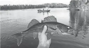  ?? PAUL A. SMITH / MILWAUKEE JOURNAL SENTINEL ?? A walleye caught on Whitewater Lake is displayed while another boat fishes on the remote water in northweste­rn Ontario.