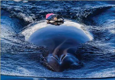  ??  ?? This tag on a minke whale provided informatio­n as part of a study to find out why the gigantic mammals grow to a certain size, but no bigger