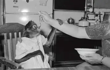  ??  ?? . “Monkey being fed in high chair, Raymond, New Hampshire, 1993”. Tutte le immagini
sono tratte dal volume di Sage Sohier “Animals” (Stanley/Barker, 2019).