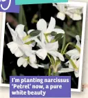  ??  ?? I’m planting narcissus ‘Petrel’ now, a pure white beauty