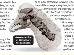  ?? ?? A reconstruc­tion of Discokeryx’s head and neck.