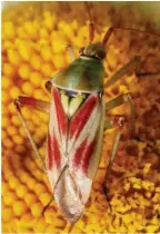  ?? FOTO: ARNE WILLENBERG ?? Eine im Eichsfeld heimische Rotfleckig­e Schmuckwan­ze im Blütenkorb einer Wiesenmarg­erite.