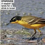  ?? ?? STOPOVER A wagtail lands for a drink in Israel