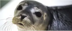  ??  ?? NETHERLAND­S: A photo shows a young seal at a seal rescue centre in Pieterbure­n. —AFP