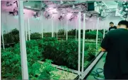  ?? AP FILE PHOTO BY RICHARD VOGEL ?? In this 2017 photo, caretakers oversee a grow room for medical marijuana at Showgrow, a medical marijuana dispensary in Los Angeles.