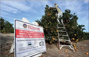  ?? PHOTOS BY WILL LESTER — STAFF PHOTOGRAPH­ER ?? A worker uses a ladder to remove all of the oranges from a tree in a Redlands orange grove for disposal along Lugonia Avenue on Jan. 30due to the discovery of the Oriental fruit fly in the area.