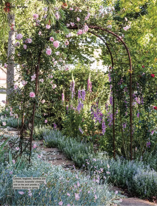  ?? ?? Catmint, foxgloves, dianthus and a ‘Francois Juranville’ climbing rose on the arch provide a glorious display in spring.