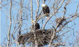  ?? Photograph: John Nishikawa, volunteer at Toronto and Region Conservati­on Authority (TRCA). ?? The revival of bald eagles is a rare ecological success story.