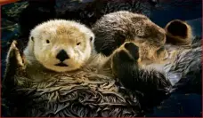  ??  ?? Sea otters hold hands when they sleep so that they don’t drift apart