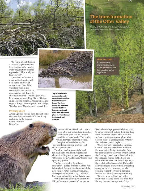  ??  ?? 42
Top to bottom: the dams can be pretty impressive structures; home to extended beaver families, lodges are dwellings constructe­d from branches and mud; trials have also taken place to return beavers to Cornwall and Scotland.
TREE FELLING
An open canopy allows more sunlight to reach the woodland floor, creating varied vegetation.