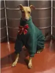  ??  ?? Iggy Joey, a two-year-old Italian Greyhound lets his fur down at the Henderson Brewery.