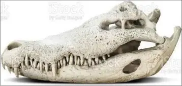  ?? (Pics: Internet) ?? A crocodile skull.