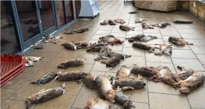  ?? ?? Horrific: Dozens of dead hares were left strewn outside a shop in Broughton, Hampshire